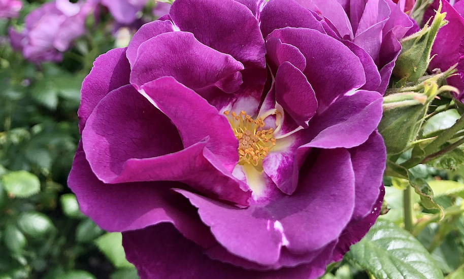 Un rosaio viola fiorisce nel Vondelpark di Amsterdam